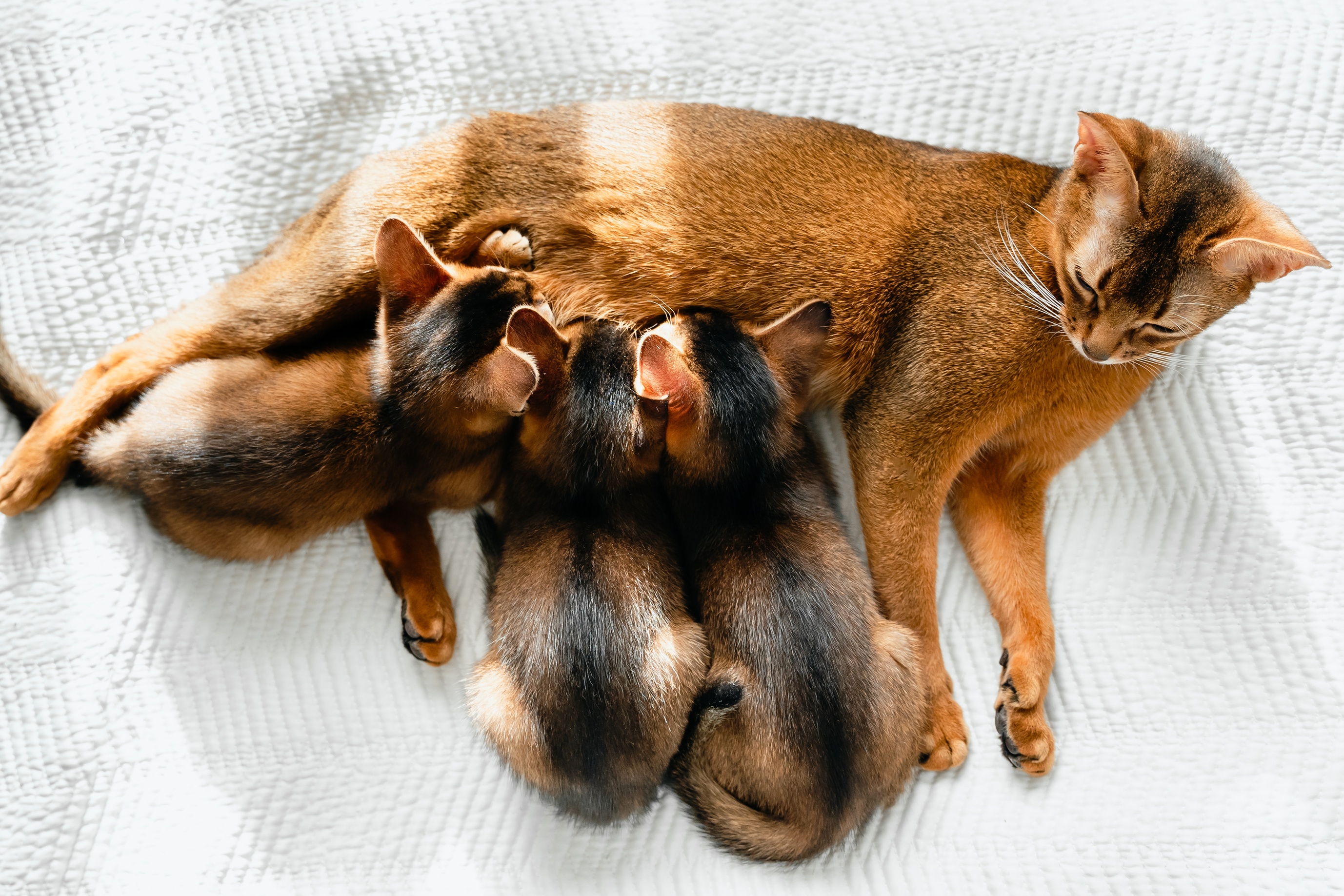 Gestation chez chiens et chats : sécurité et micropuces pour animaux