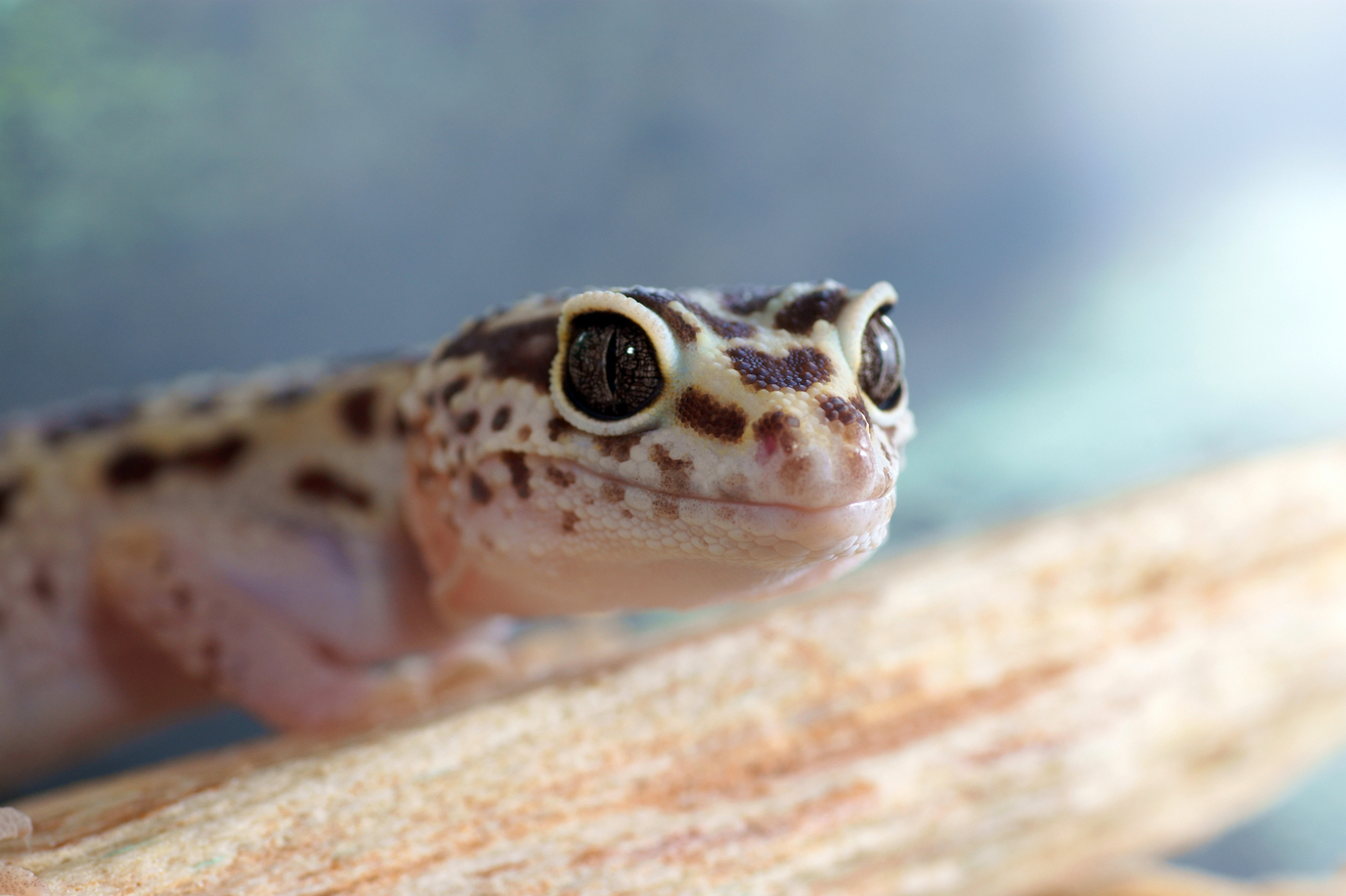 Reptiles populaires et faciles à entretenir : sécurité et micropuces pour animaux