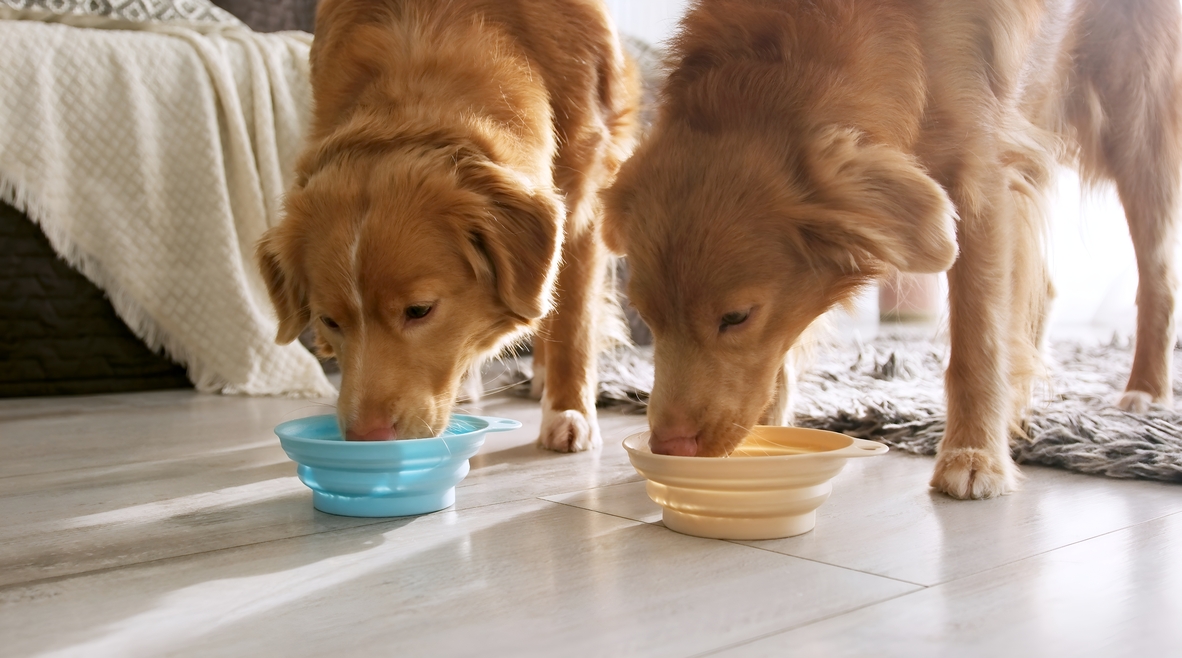 Comment choisir la meilleure alimentation selon l’âge et la race de votre chien